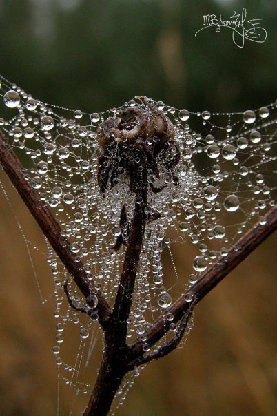 Фотовиставка Тетяни Должко